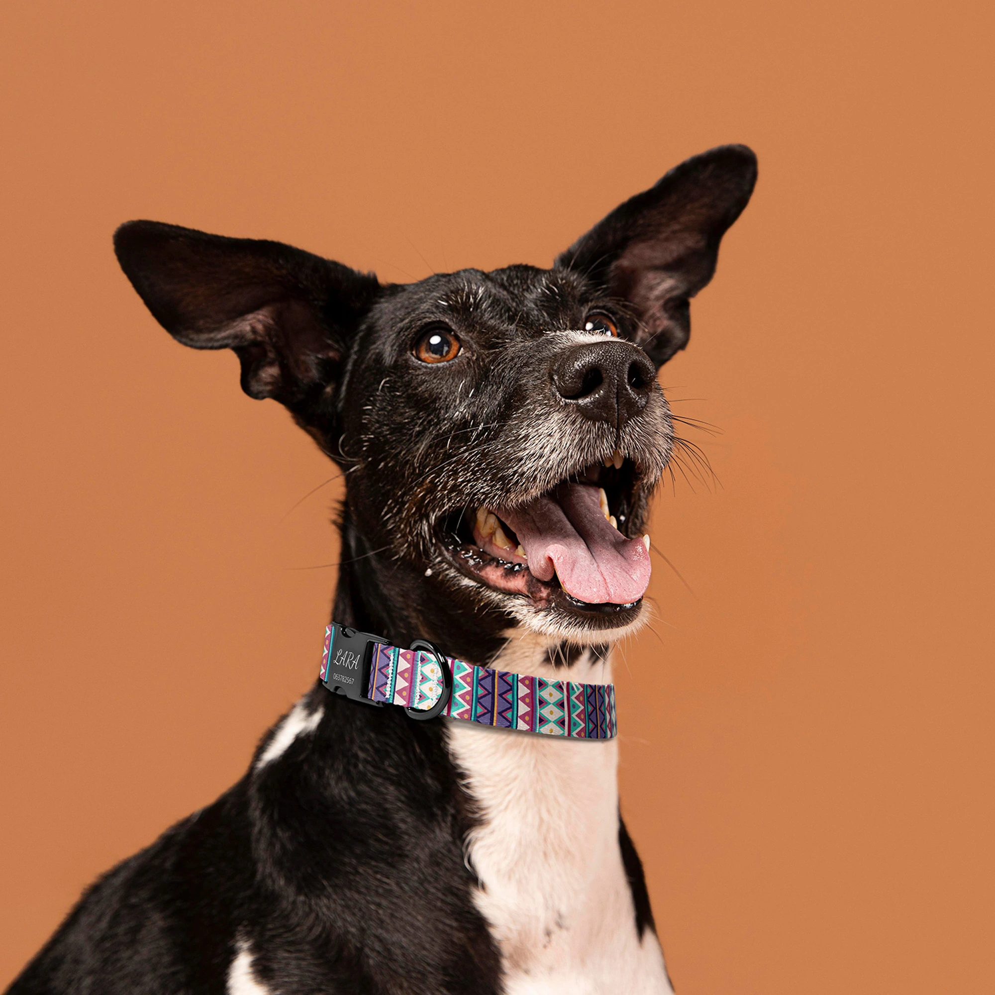 purebred-dog-being-adorable-studio (1)