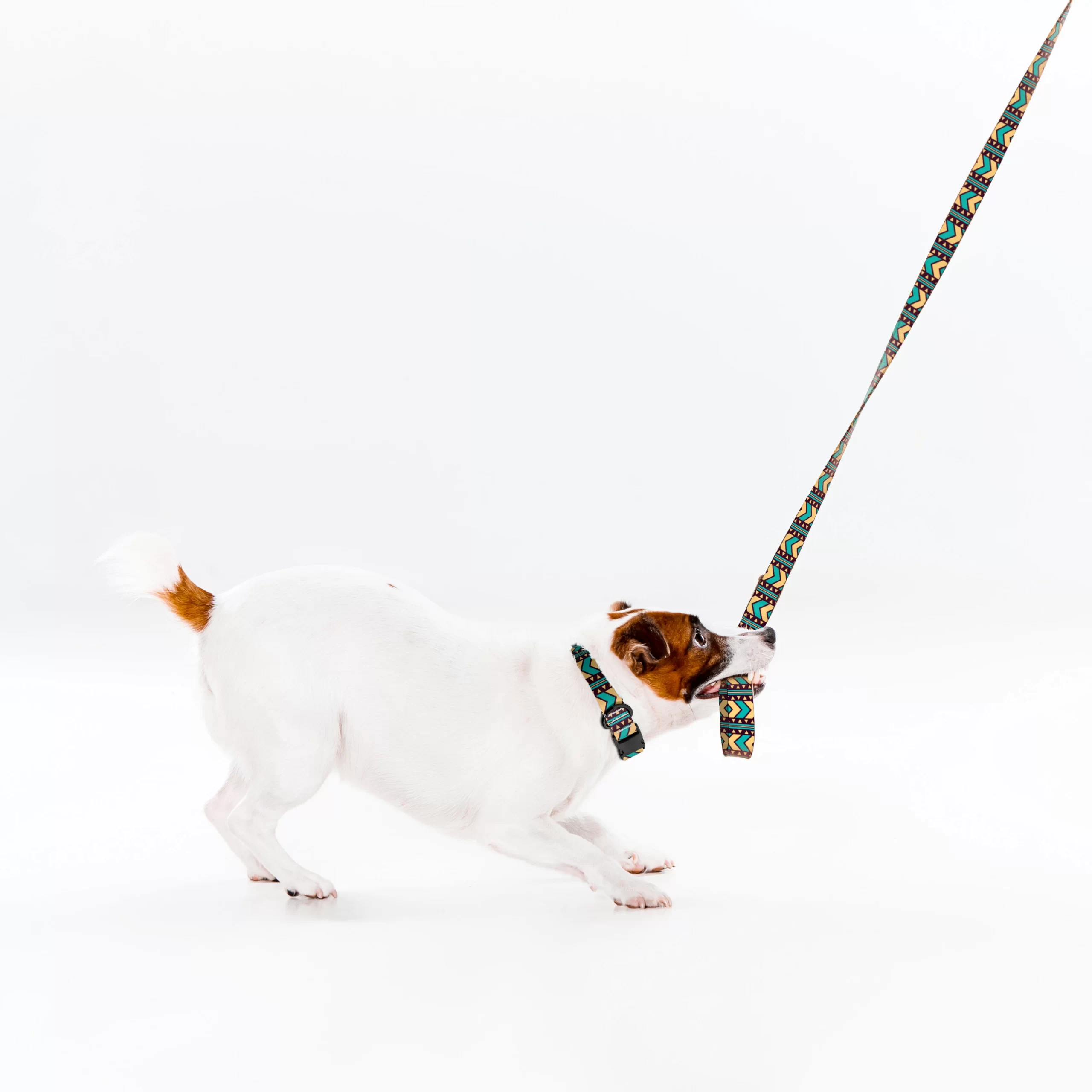 small-jack-russell-terrier-white